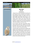 Barn Owl - Iowa Audubon