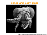 Evolutionary Development and HOX Genes