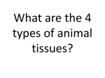 Name this tissue