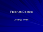 Pullorum - albanyanimalscience2008