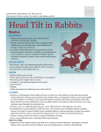 Head Tilt in Rabbits - Sawnee Animal Clinic
