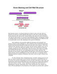 Gram Staining and Cell Wall Structure