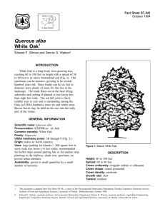 Quercus alba White Oak - Environmental Horticulture