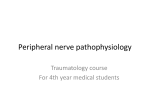 Peripheral nerve pathophysiology