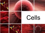 What`s Inside a Cell? - Tallmadge City Schools