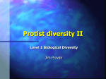 Protist Diversity II