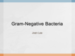 Gram-Negative Bacteria - Mrs. Yu`s Science Classes