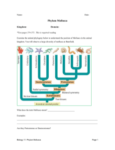 Phylum Mollusca