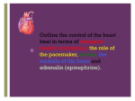 Outline the control of the heart beat in terms of myogenic muscle