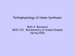 Pathophysiology of Heme Synthesis