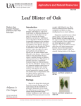 Leaf Blister of Oak - FSA7535 - University of Arkansas Division of