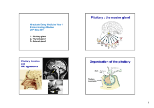Pituitary : the master gland Organisation of the pituitary