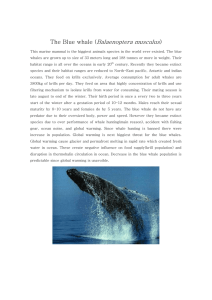 The Blue whale(Balaenoptera musculus)