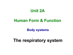 The respiratory system - Amudala Assistance Area