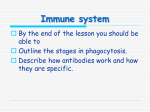 the immune system phagocytosis antibody function