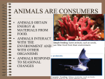 ANIMALS ARE CONSUMERS