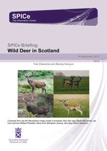 Wild Deer in Scotland
