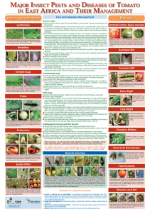 major insect pests and diseases of tomato in east africa