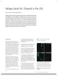 Voltage-Gated Na+ Channels in the CNS