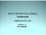 WHITE BLOOD CELLS (WBCs) Leukocytes