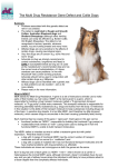 The Multi Drug Resistance Gene Defect and Collie
