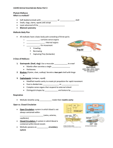 Unit#3 Animal Invertebrate Notes Part 3 Phylum Mollusca What is a