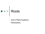 Roots Powerpoint