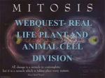 Mitosis Lab- Real Life Plant and Animal Cell Division