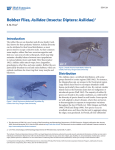 Robber Flies, Asilidae (Insecta: Diptera: Asilidae)1