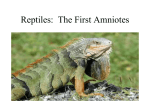Reptiles: The First Amniotes