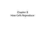 Chapter 8 How Cells Reproduce