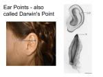 Ear Points - also called Darwin`s Point