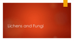 Lichens and Fungi_2