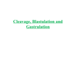 Cleavage, Blastulation and Gastrulation