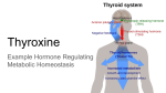 Thyroxine - Chavis Biology
