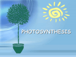 photosynthesis - Olympic High School