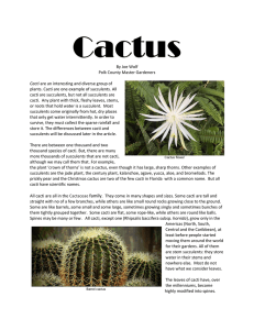 Cactus