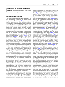 Evolution of Vertebrate Brains - CIHR Group in Sensory