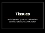 Plant Tissues