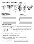 INSECT ORDER Worksheet Name