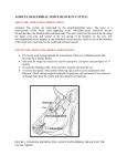 1. auriculopalpebral nerve block in cattle