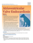 Atrioventricular Valve Endocardiosis