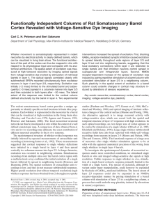 Functionally Independent Columns of Rat Somatosensory Barrel