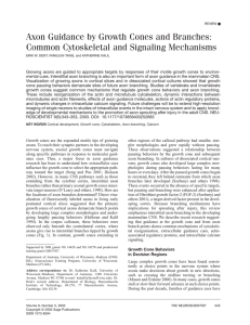 Axon Guidance by Growth Cones and Branches: Common