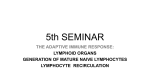 5th seminar - lymphoid organs, lymphocyte