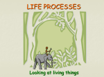 life processes - Valhalla High School