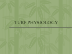 Turf Physiology