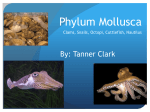 Phylum Mollusca