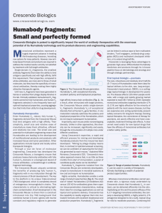 Humabody fragments: Small and perfectly formed