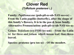 Clover Red (Trifolium pratense L.) Alien